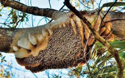 Mật ong rừng U Minh Hạ đặc sản cà Mau