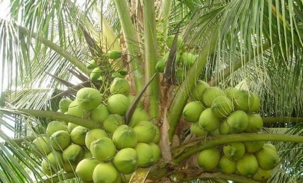 dừa xiêm - trái cây đặc sản bến tre