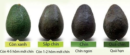 cách chọn bơ chín ngon, không bị đắng