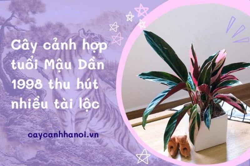 Cây Xanh Trên Bàn Làm Việc Tuổi Mậu Dần