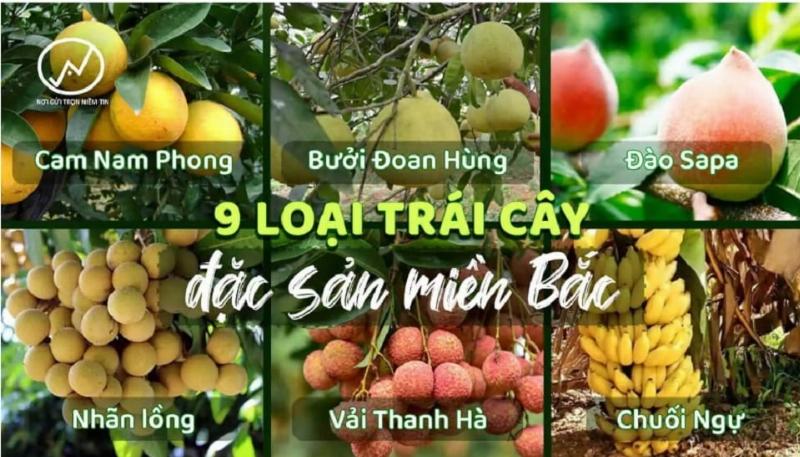 Giá trị dinh dưỡng của các loại cây ăn quả miền bắc