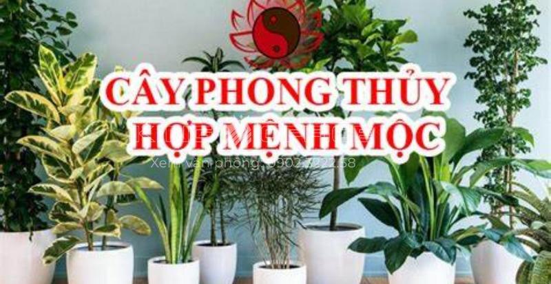 Lợi ích áp dụng phong thủy cho tuổi Mậu Thân 1968: Cân bằng năng lượng, thu hút tài lộc, cải thiện sức khỏe