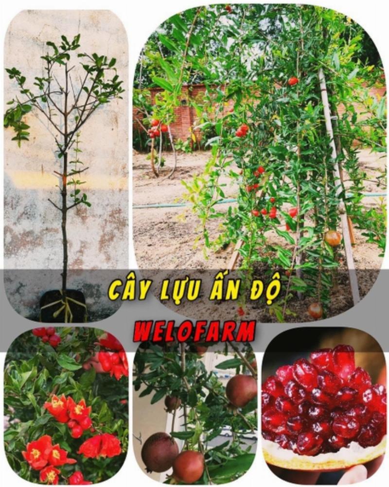 Lựu đỏ Việt Nam chín mọng trên cây