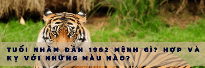 Màu sắc hợp tuổi Dần 1962