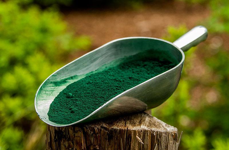 Tảo xoắn Spirulina