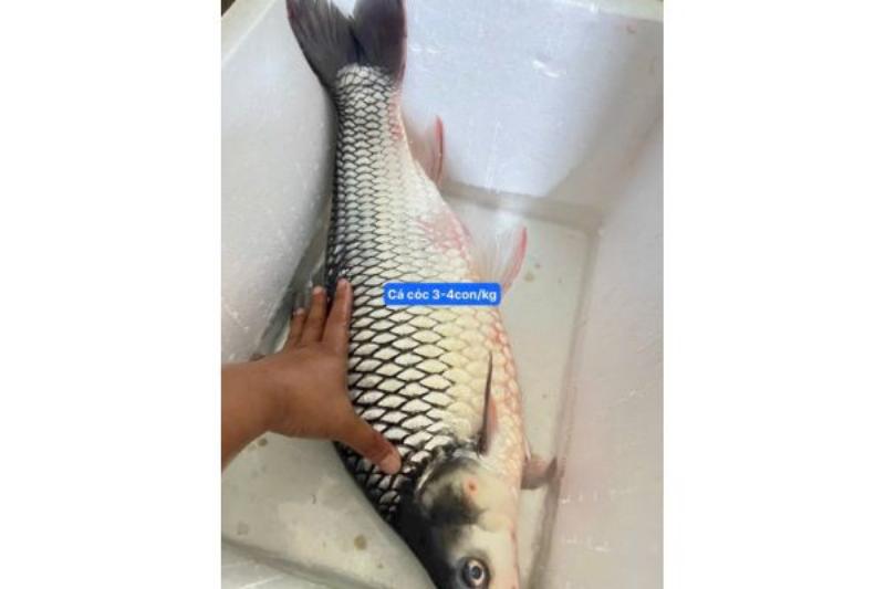 Những gói cá khô 1 nắng được bọc kín, sẵn sàng cho vào ngăn đông để bảo quản lâu dài, giữ trọn hương vị và độ tươi ngon