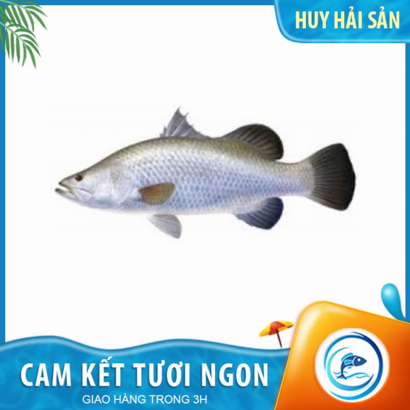 Cá Chẽm Sống Tươi Ngon