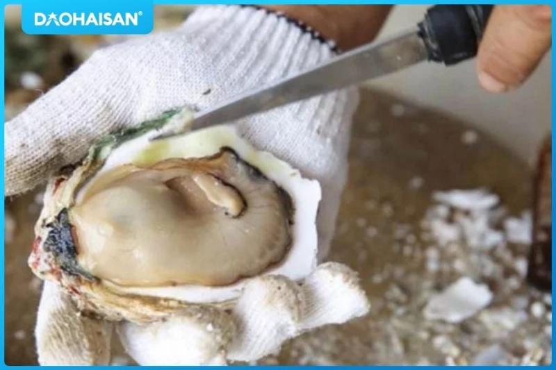 Hướng dẫn chọn mua và sơ chế hàu đã tách vỏ đúng cách