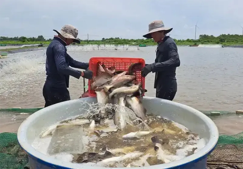 Giá Cá Chẽm Theo Kích Cỡ
