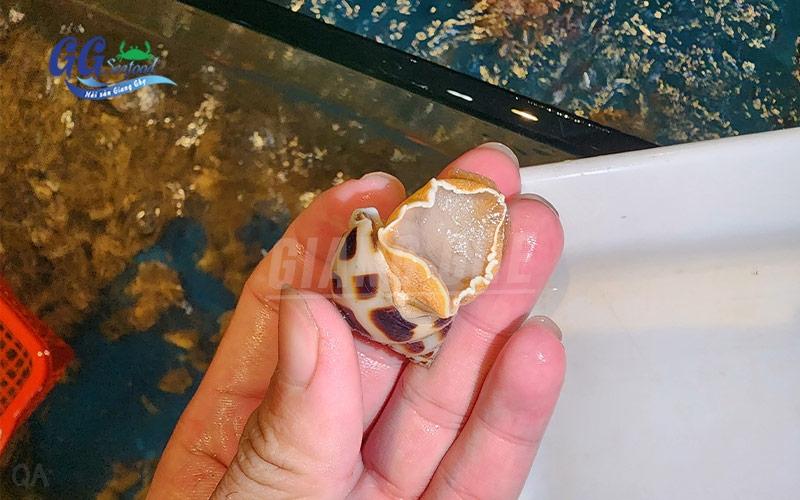 Tổng quan về giá cua thịt hôm nay và những yếu tố ảnh hưởng đến giá cả cua biển