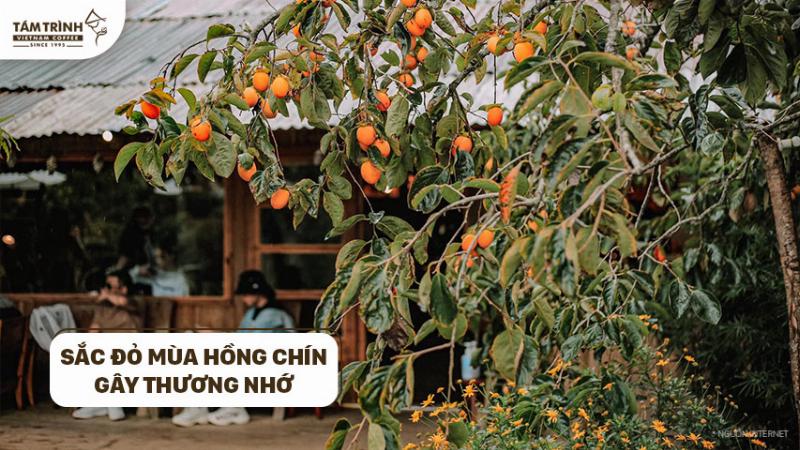 mua hong da lat thang 11 dep mat