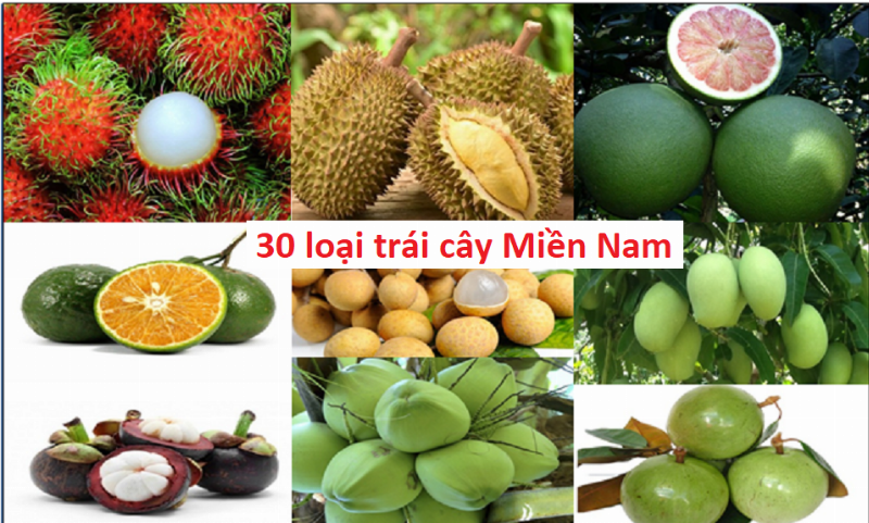 Sầu riêng miền Tây chín cây thơm ngon, bổ dưỡng