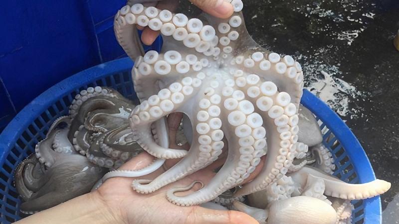 Hướng dẫn sơ chế bạch tuộc tươi sạch để làm món sốt Thái giòn ngon không bị tanh tại nhà.