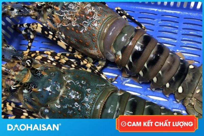 Hình ảnh so sánh tôm hùm Alaska, tôm hùm bông Việt Nam, tôm hùm Úc