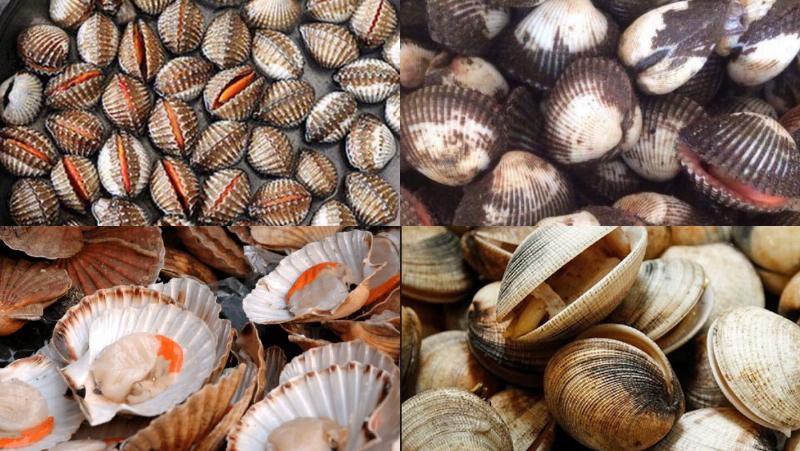 Hướng dẫn bảo quản sò điệp Nhật đông lạnh đúng cách trong ngăn đông tủ lạnh