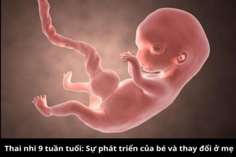 Hinh anh bien canh bao thuy ngan trong ca danh cho ba bau de luu y an toan khi chon ca thu