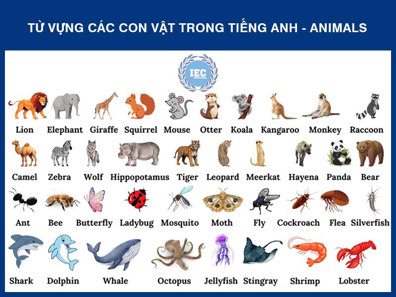 Tong hop tu vung ve con trung va sinh vat nho be quanh ta