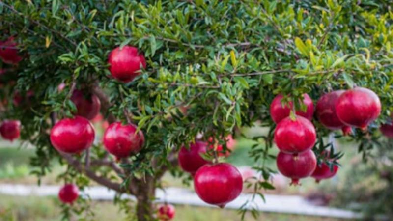 Những quả lựu non bắt đầu hình thành từ cuống hoa, báo hiệu mùa thu hoạch sắp tới.