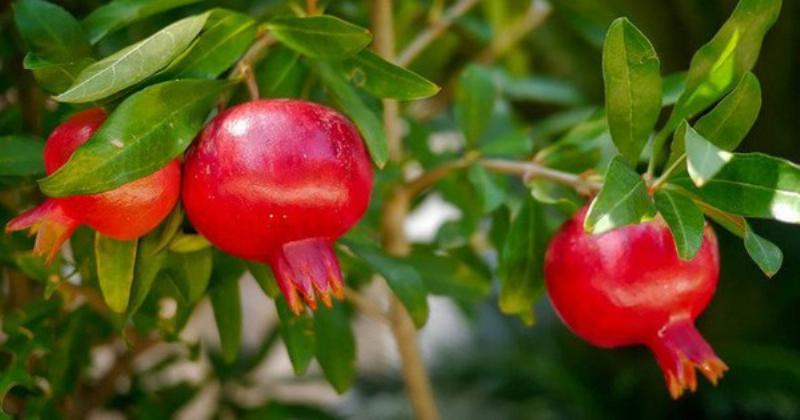 Hoa lựu mang ý nghĩa phong thủy tốt đẹp, biểu trưng cho sự sung túc, sinh sôi nảy nở.